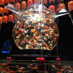 【写真あり】アートアクアリウム展大阪の金魚が幻想的で素敵　デートにも家族のお出かけにも最適